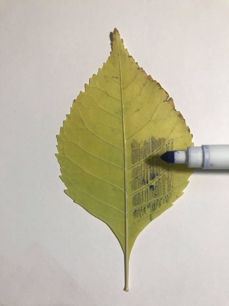 Leaf Printing 3 Ways
