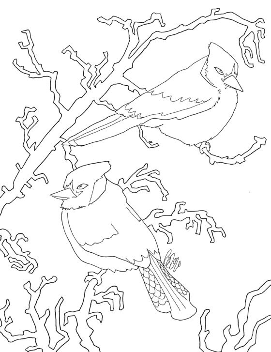 Two Birds on a Perch Colouring Sheet