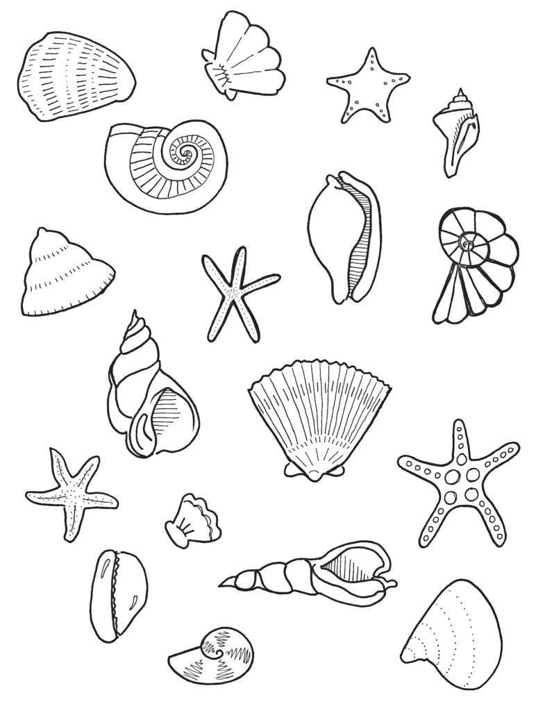 seashell drawing step by step